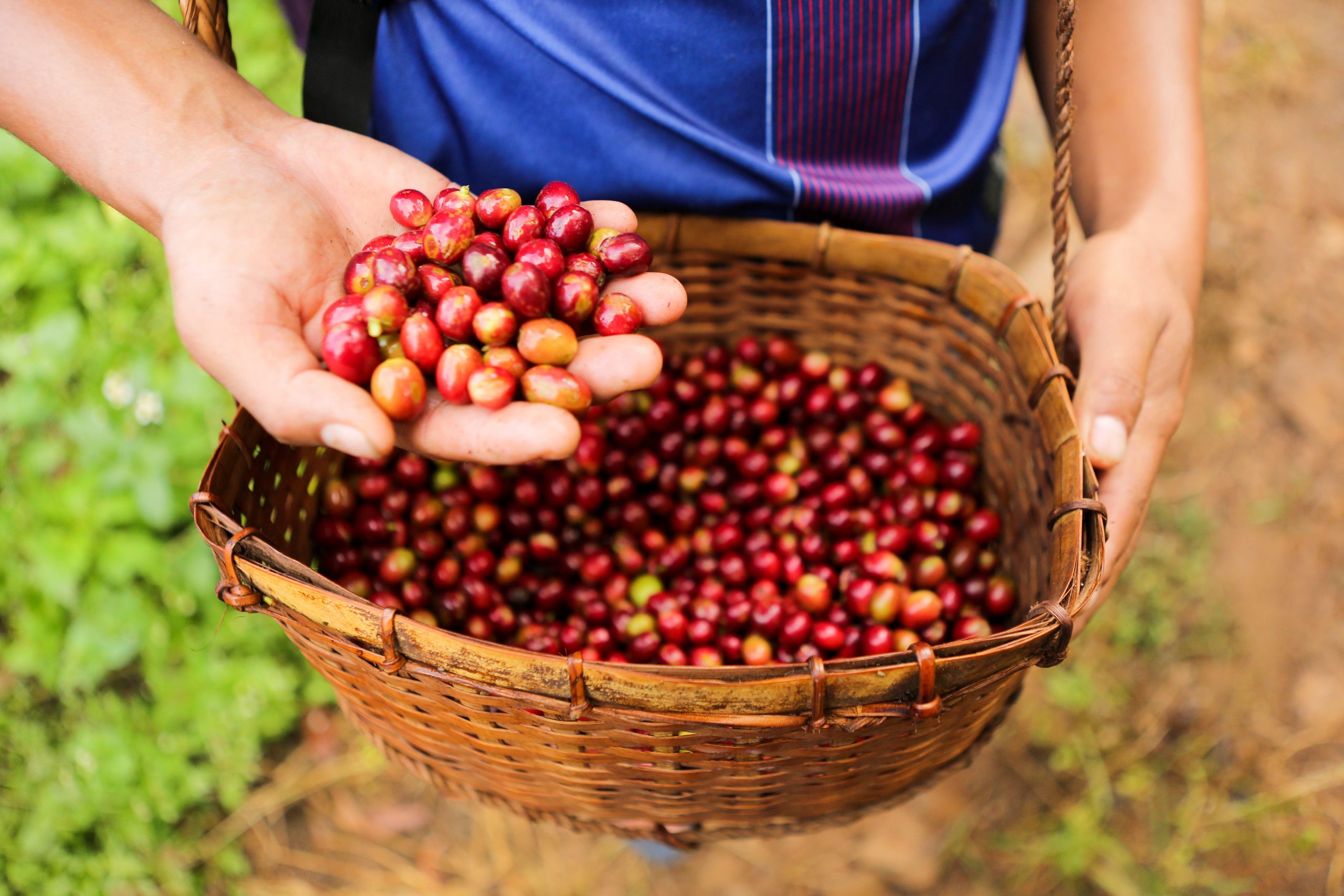 収穫されたコーヒー豆