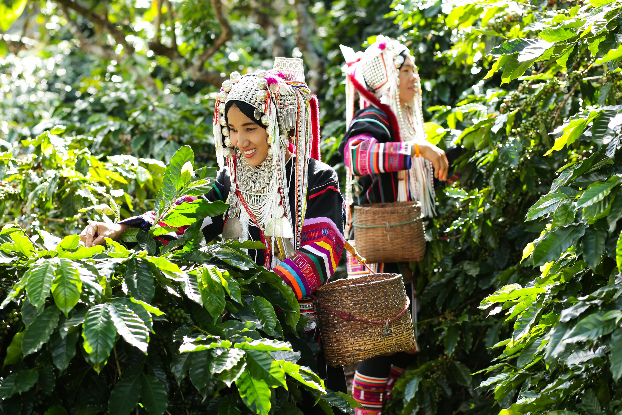 コーヒーを収穫する女の人達